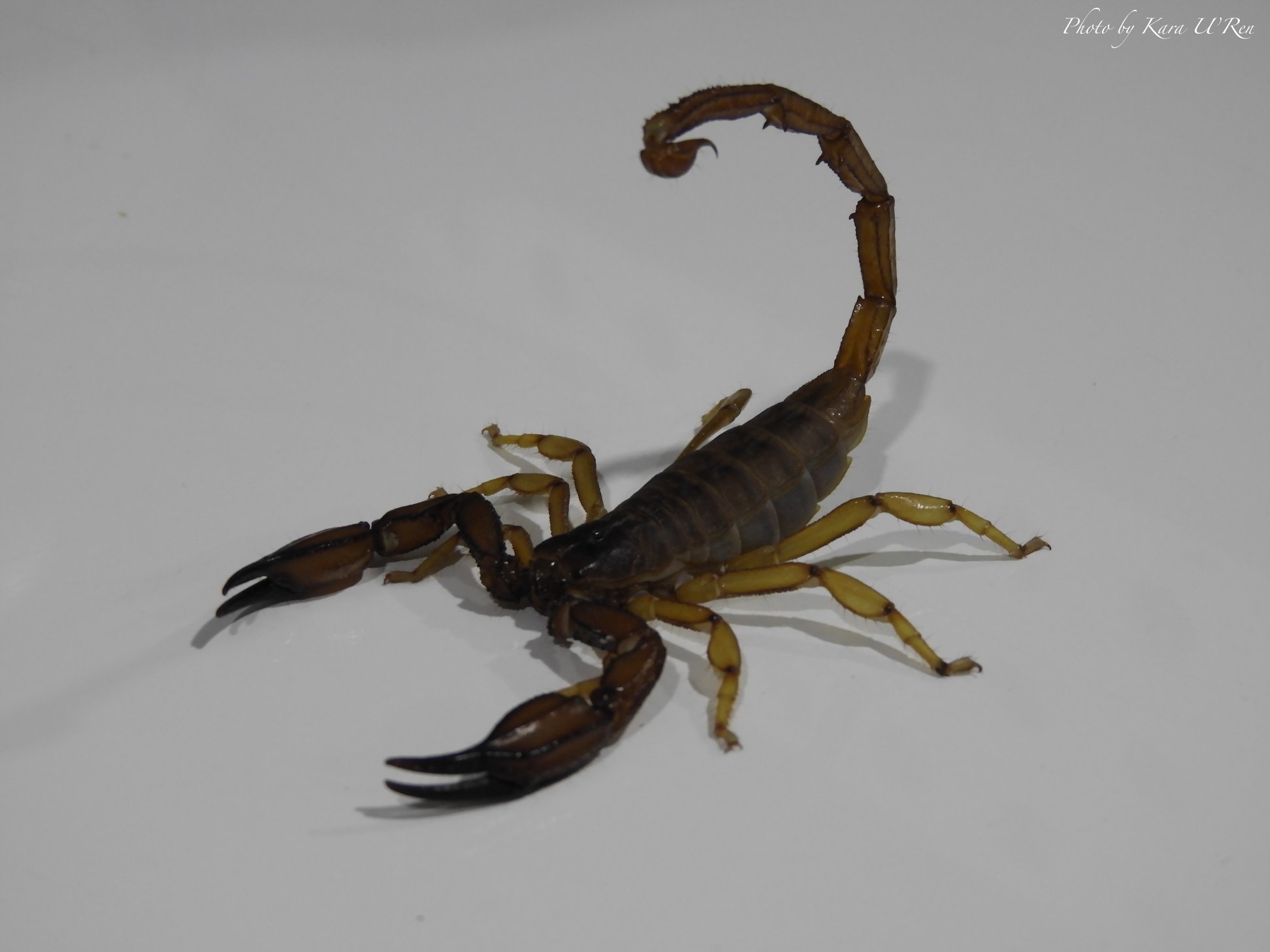 The Flinder’s Ranges Scorpion... - Reptile Encounters