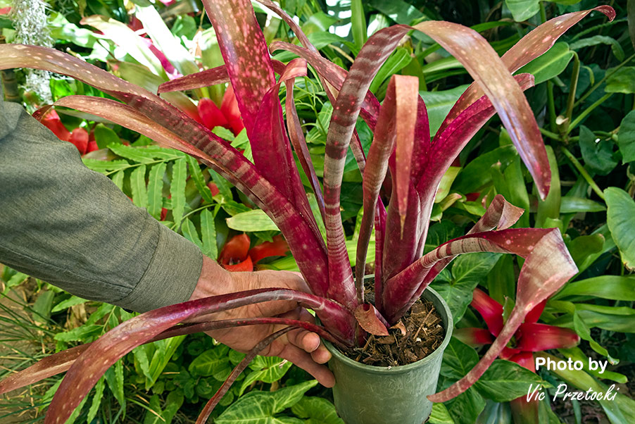 Unnamed Billbergia, seed raised (Cherry Cocktail x Muriel Waterman).