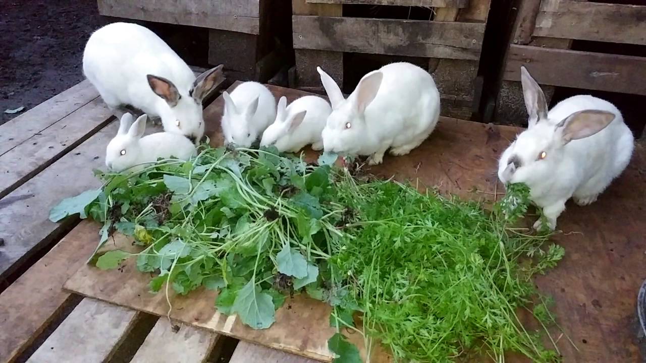 Rabbitry FARMS