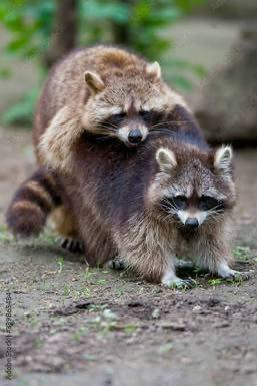Kathy - We are getting a lot of questions about female raccoons and ...