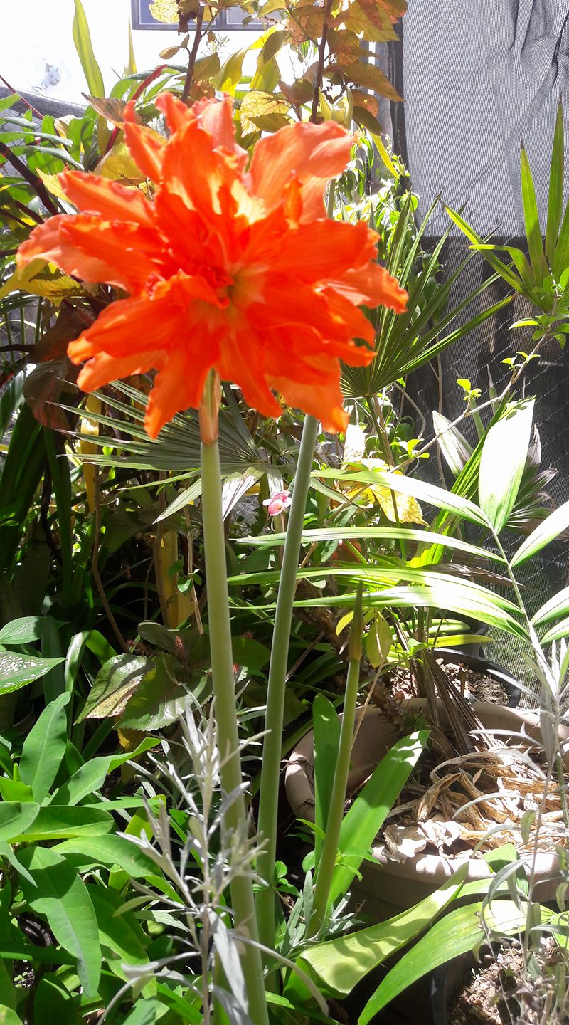 Patsy's Plants - Home | Facebook