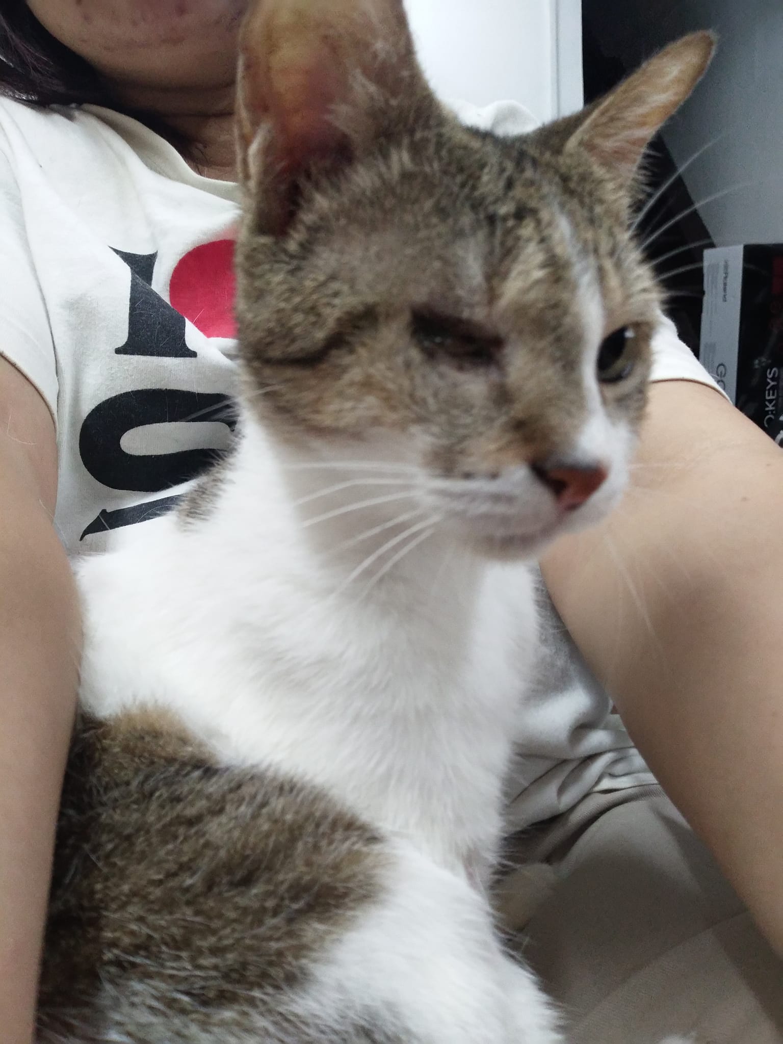 Home of Cats - Meet Ayin (one eyed cat) Ayin means (the... | Facebook