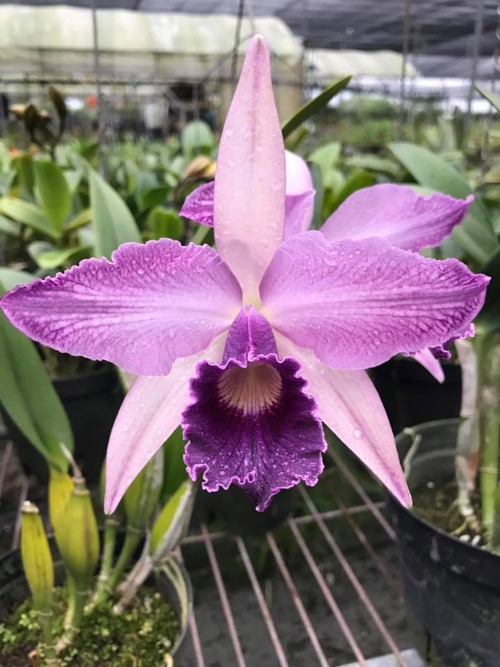 Lc. Canhamiana 'Azure Skies' orchid blooms with 8 open flowers