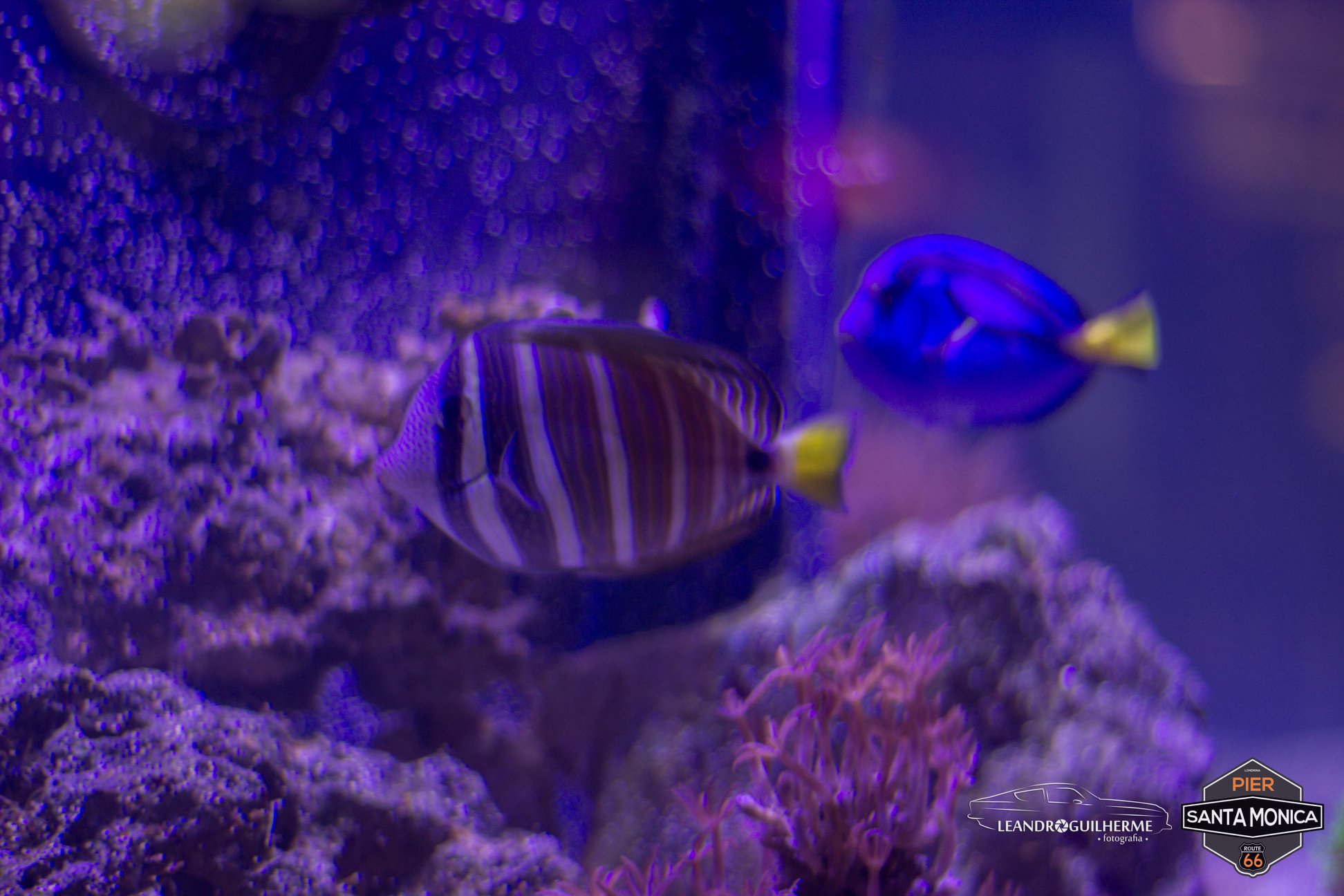 Angel Fish | Londrina PR