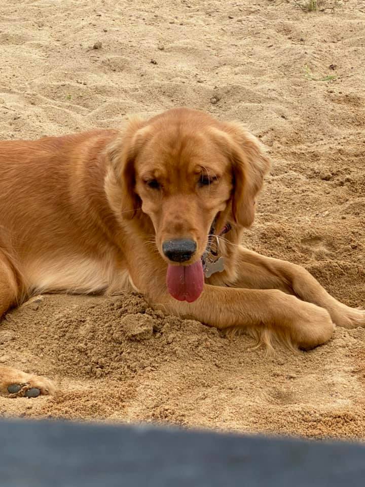 Double GG Ranch Golden Retrievers | Keystone Heights FL