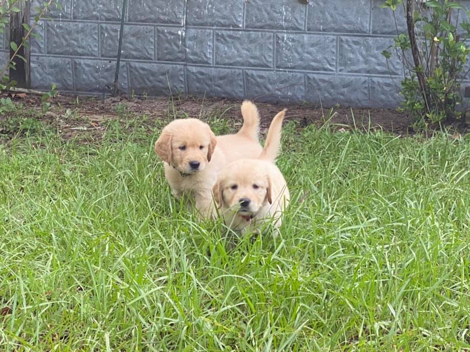 Double GG Ranch Golden Retrievers | Keystone Heights FL