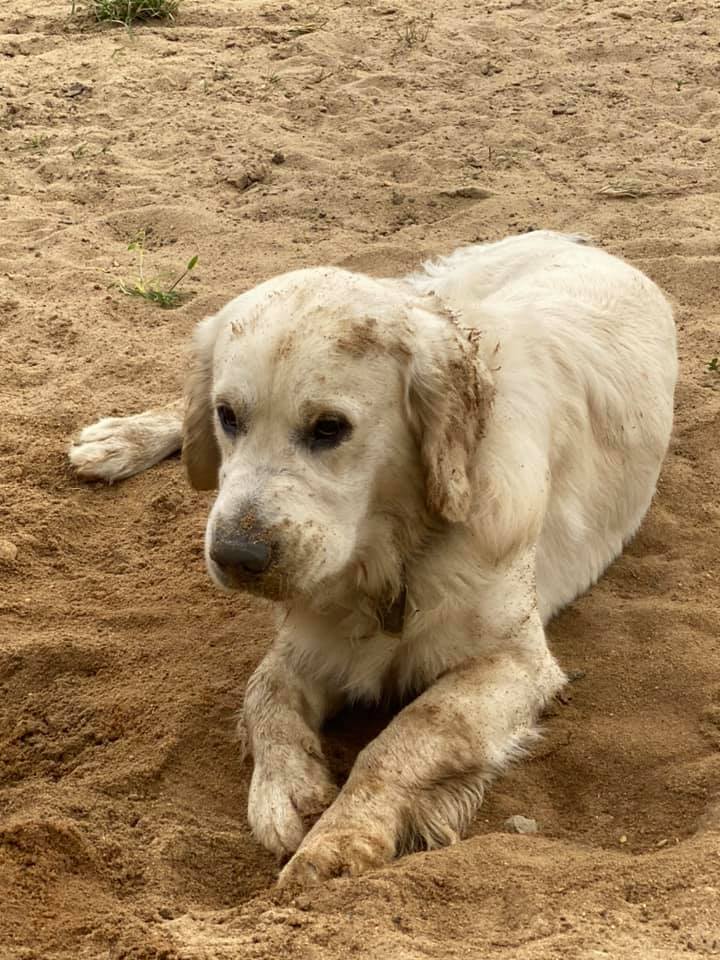 Double GG Ranch Golden Retrievers | Keystone Heights FL