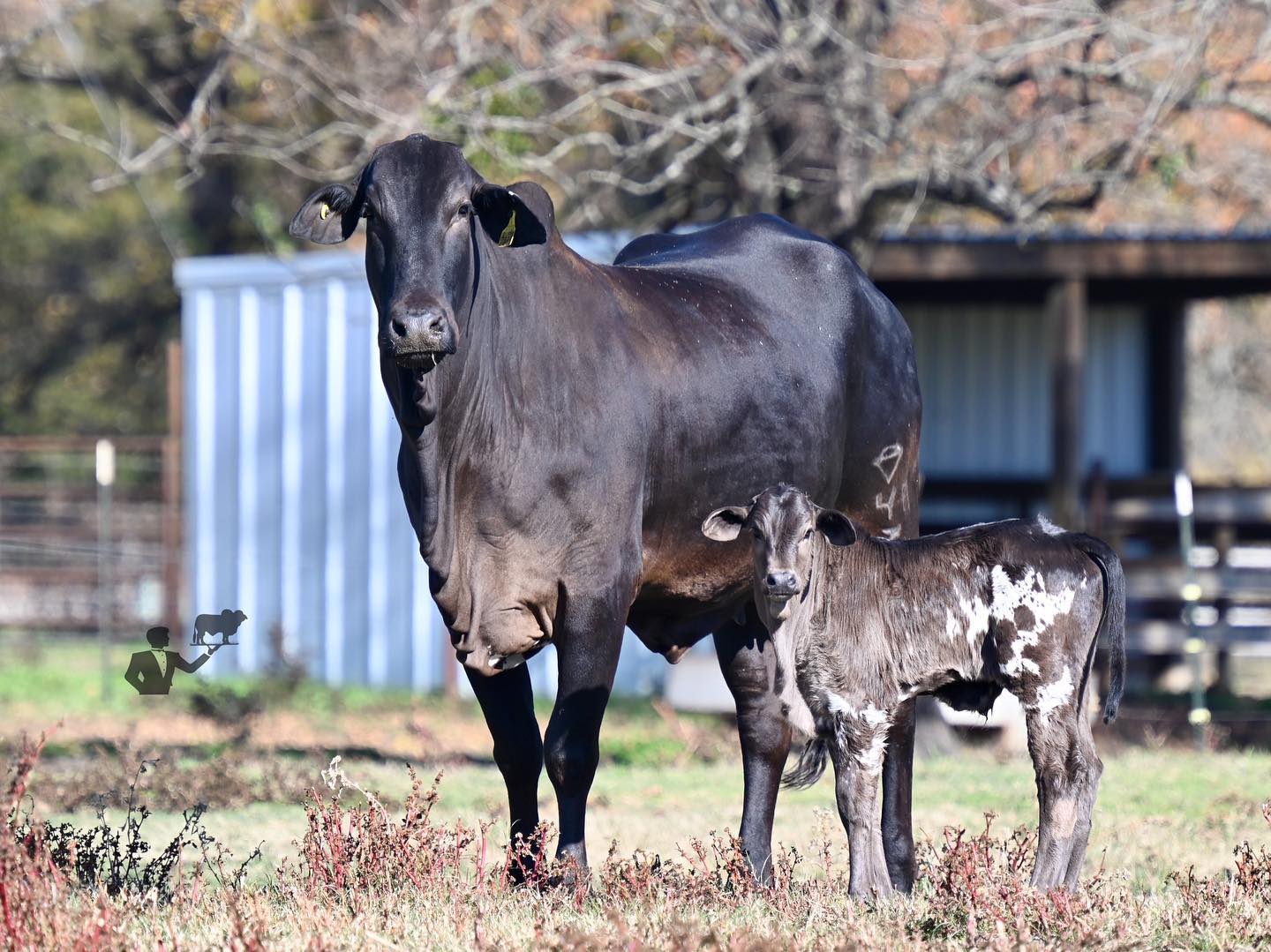 Butler Farms Inc - The first Nelore Pintado bull calf to be born in the ...