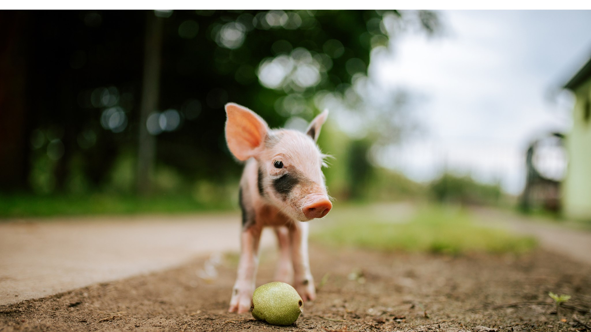 Débardeur Vegan AF Pour Femmes - Message Fort Et Confort Quotidien