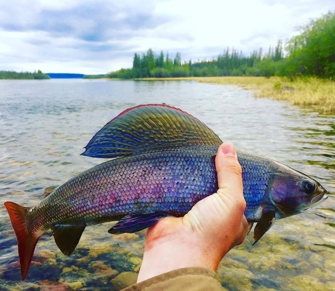 Fishing Croatia - ️The beautiful Arctic Grayling ️... | Facebook