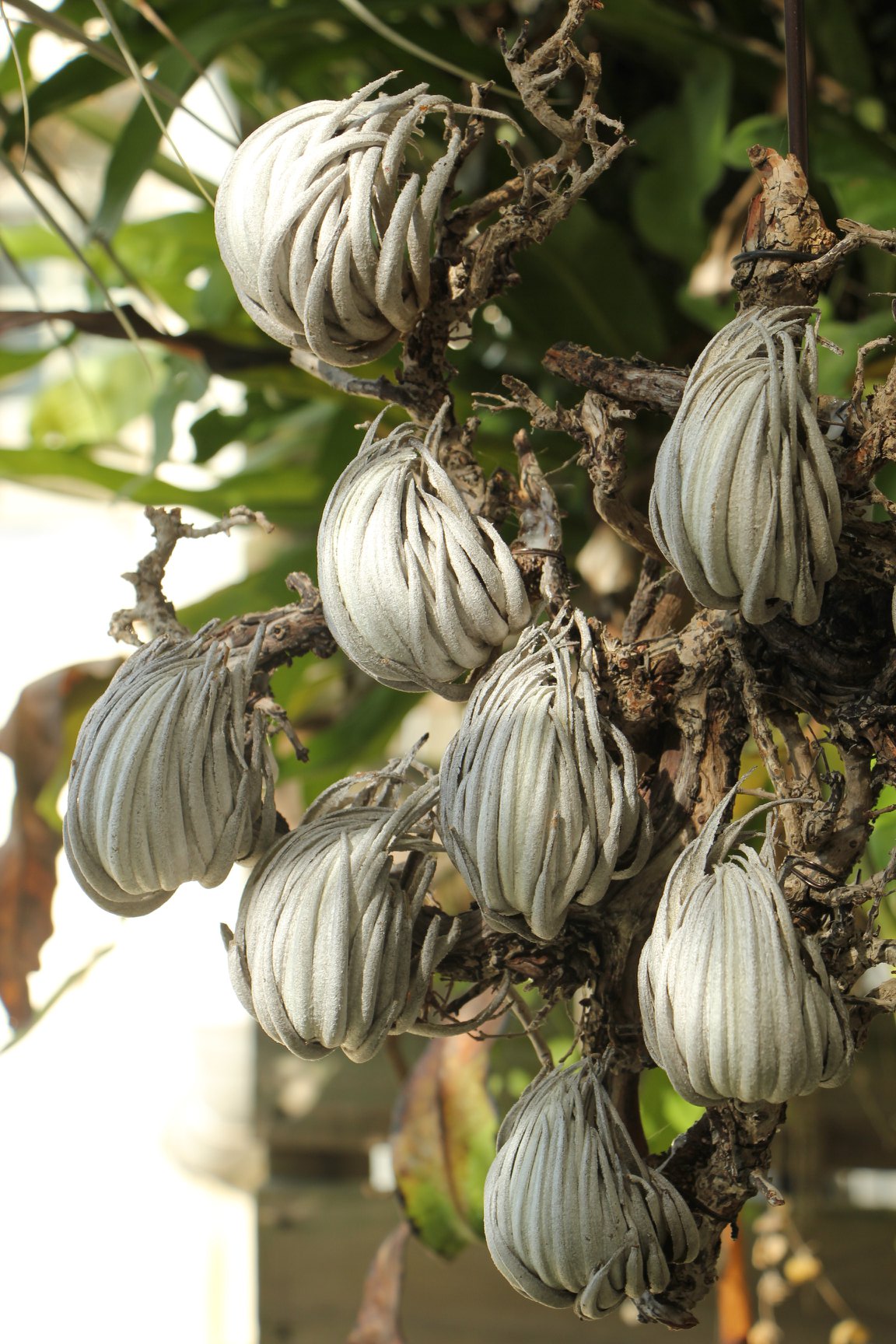 Tillandsia carminea ブロメリア・エアープランツ Tillandsia carminea