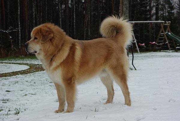 Estonian Tibetan mastiff photo gallery