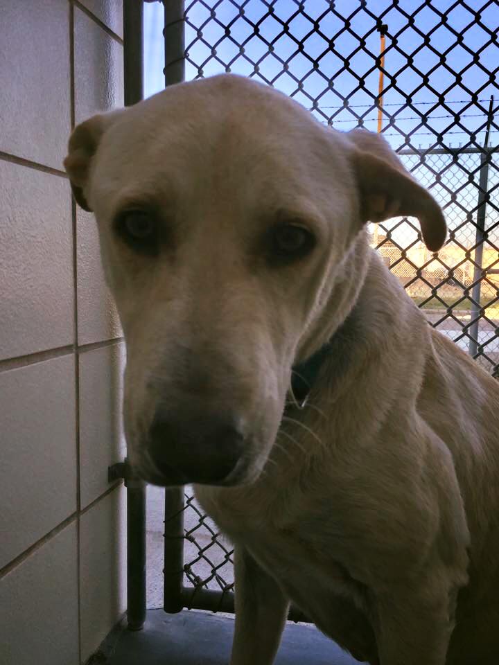 Lab Rescue of Greater Richmond | Midlothian VA