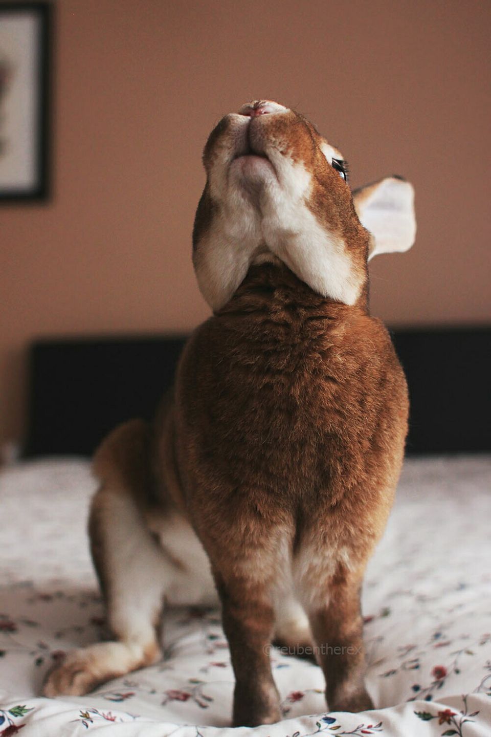 Reuben the Rex rabbit - Reuby used to be such a big, chubby bun and now ...