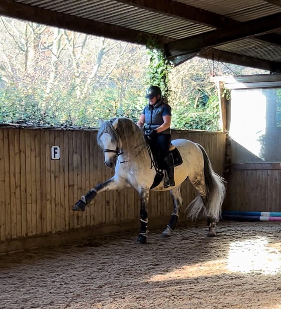 🌿 Confidence Through Classical Riding 🌿