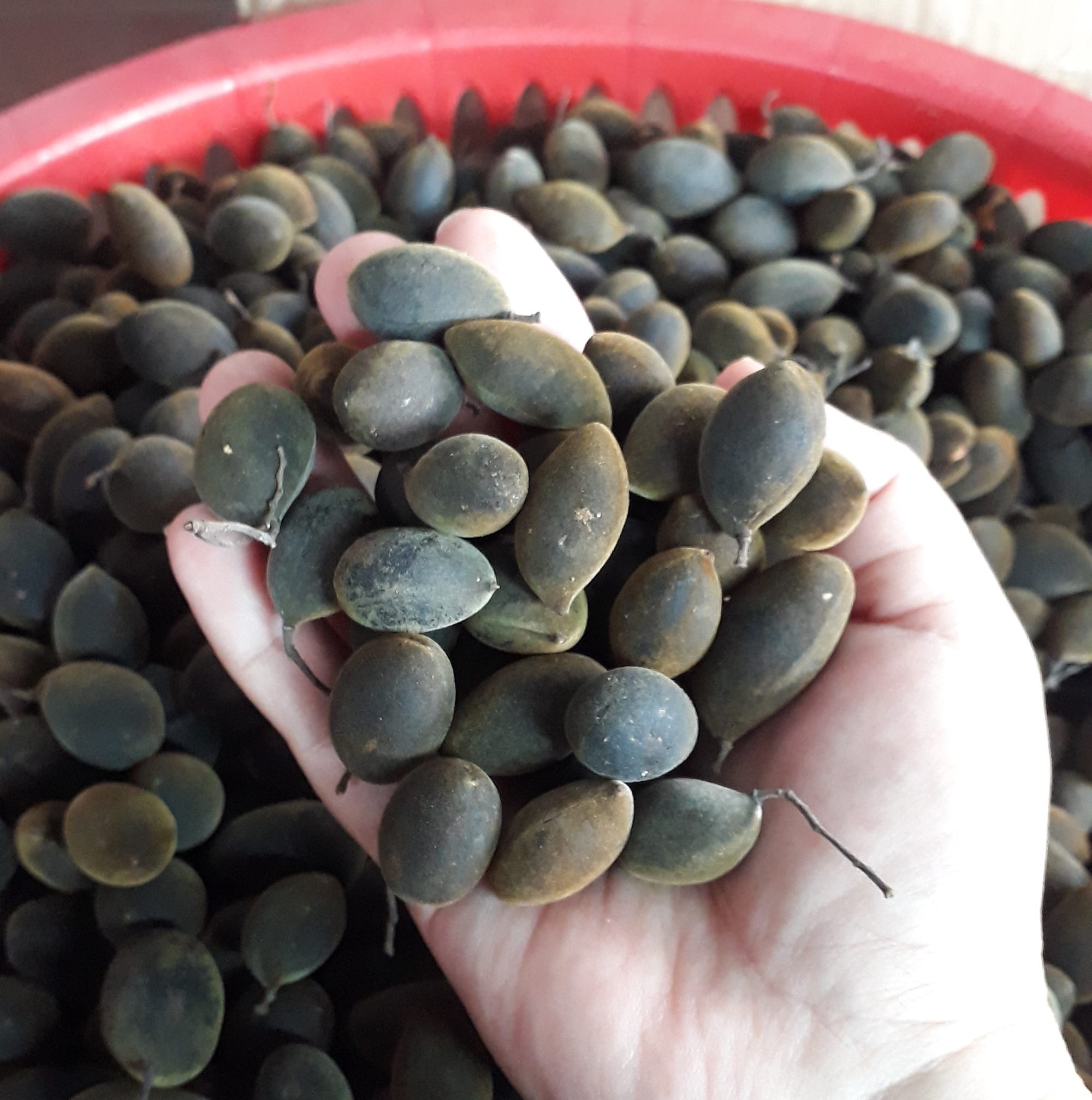 Trái say rừng_chuyên sỉ và lẻ