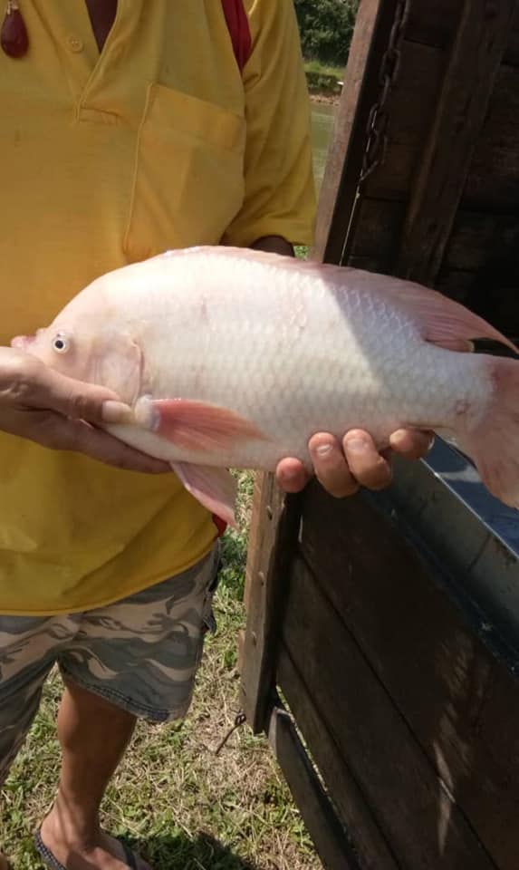 CCC Fishery