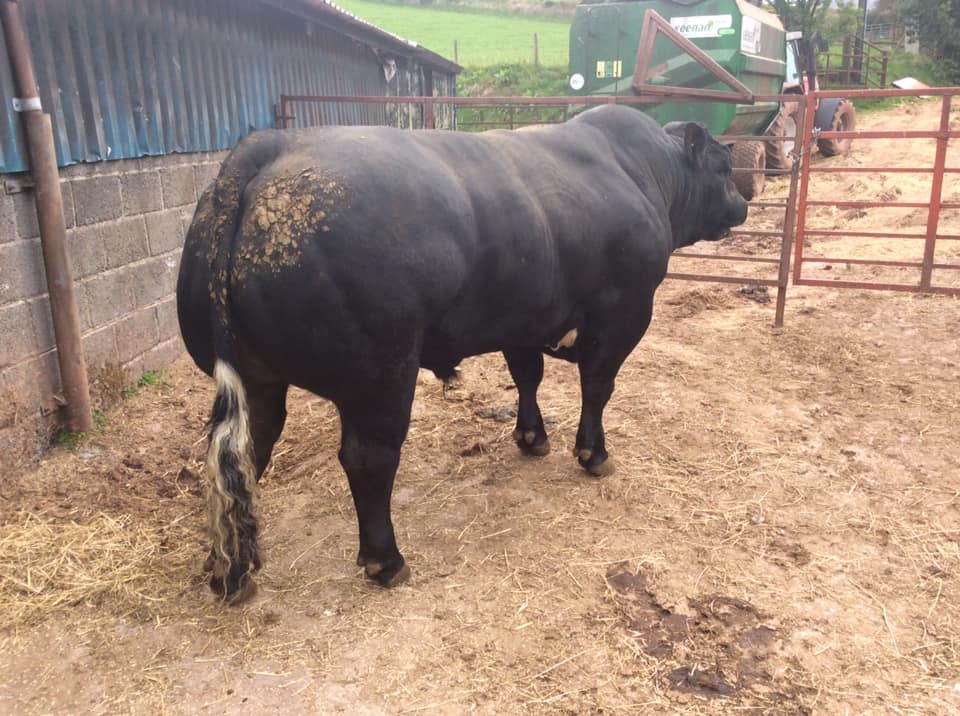 Bailea Limousins