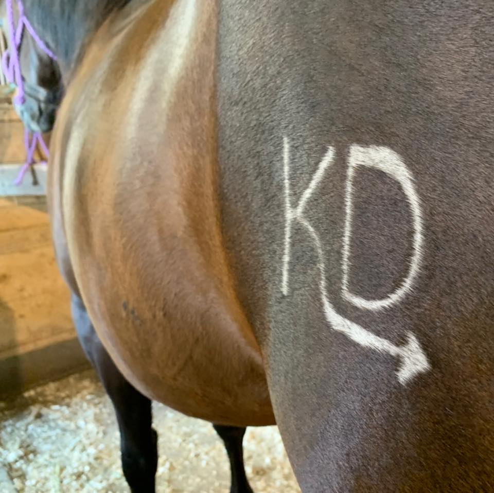🎥 Retour en images sur 2025 au KD Ranch ! 🐴 Une année remplie de ...