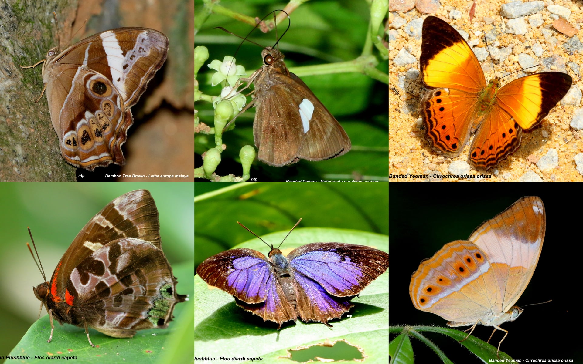 Singapore's rare butterflies species