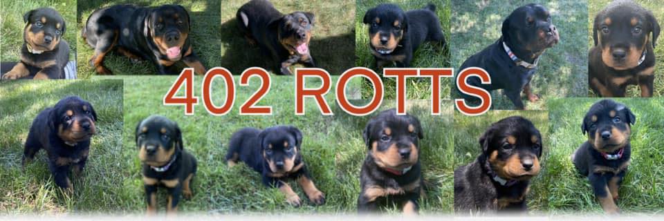 My RottweilerS played so hard they fell asleep | Donna Holt