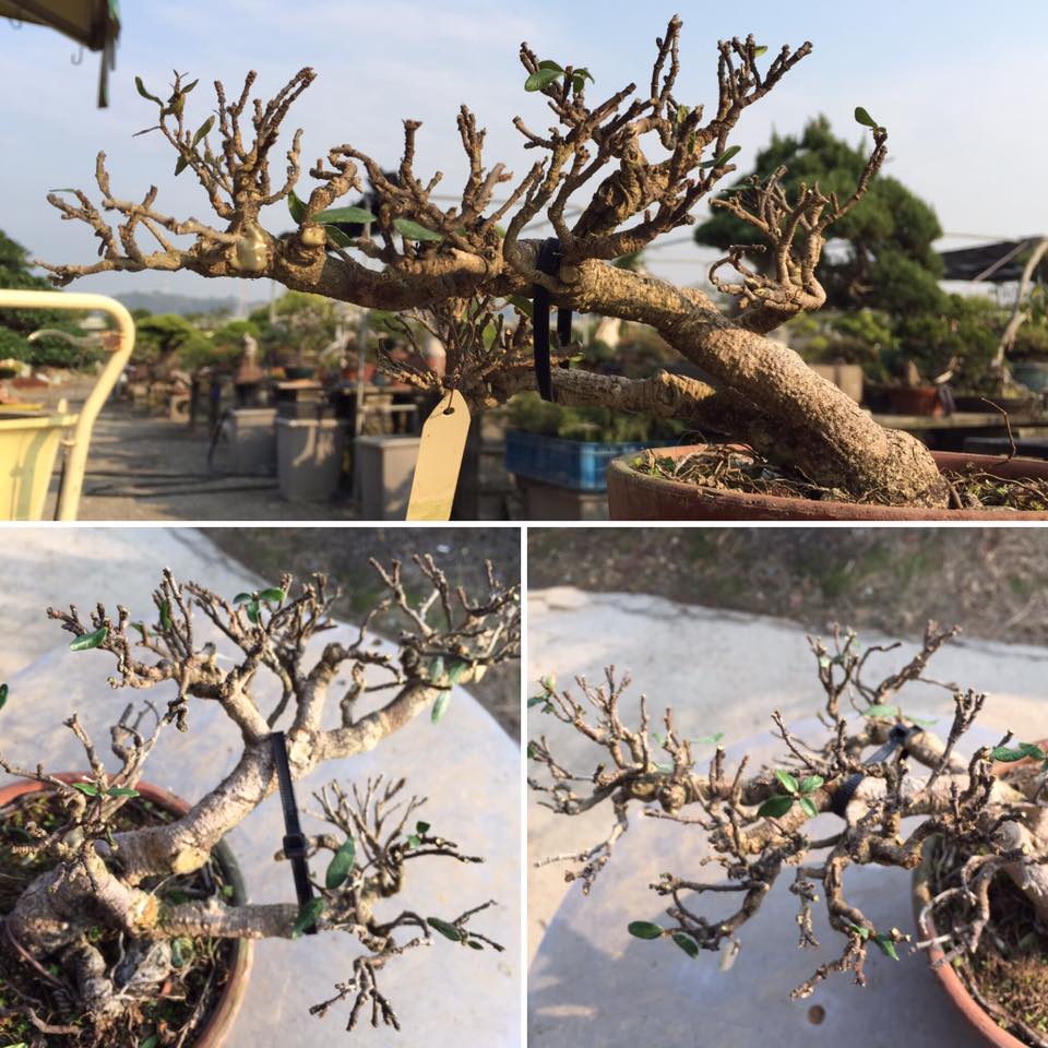 45年生 縮緬葛 小品盆栽素材 B ~ 疏枝剪定作業完成~ - 松和園盆栽 Songheryuan Bonsai Park | Facebook