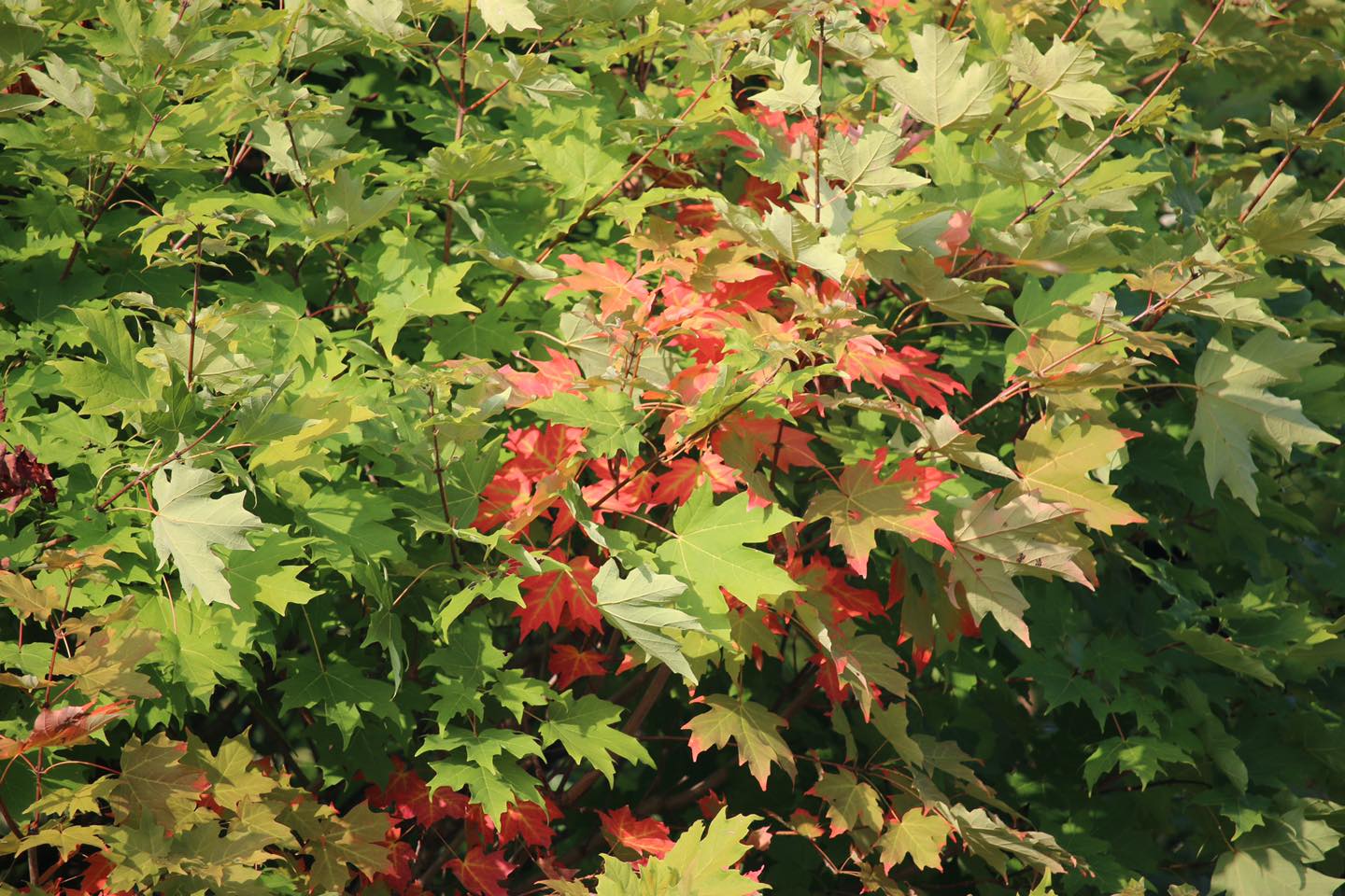 It’s October 1st and our Canadian maple trees are already showing the ...