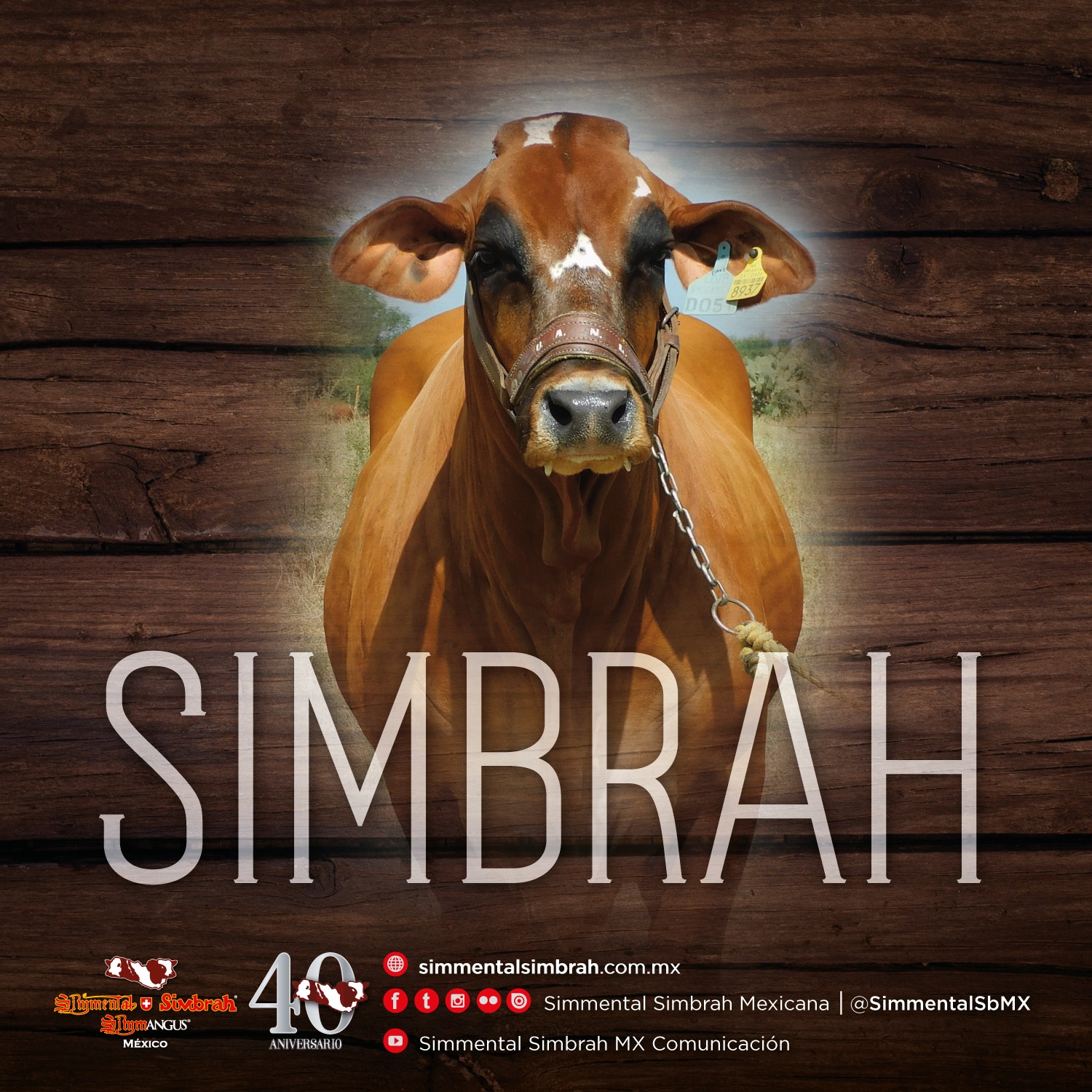 La raza Simbrah surge a... - Simmental Simbrah Mexicana | Facebook