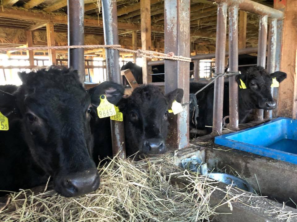 菊地畜産 生後3ヶ月 4ヶ月たった子牛達 お母さん牛から離乳してお母さんと別の部屋になりました Facebook