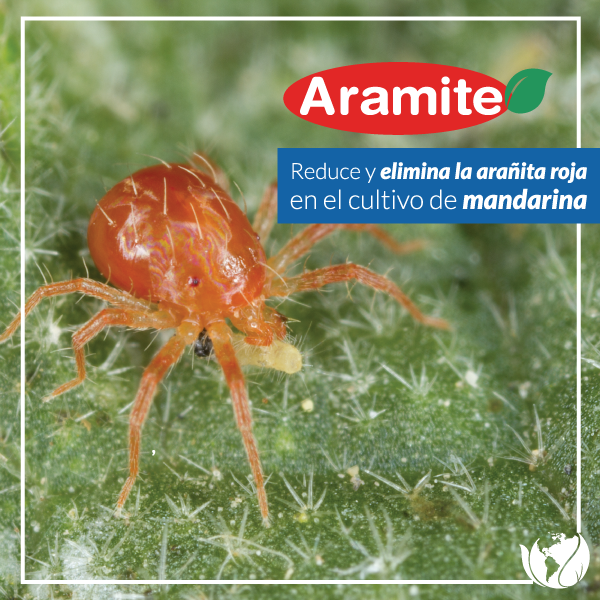 Protege tu cultivo de mandarina de... - Excelag, Corp. USA | Facebook