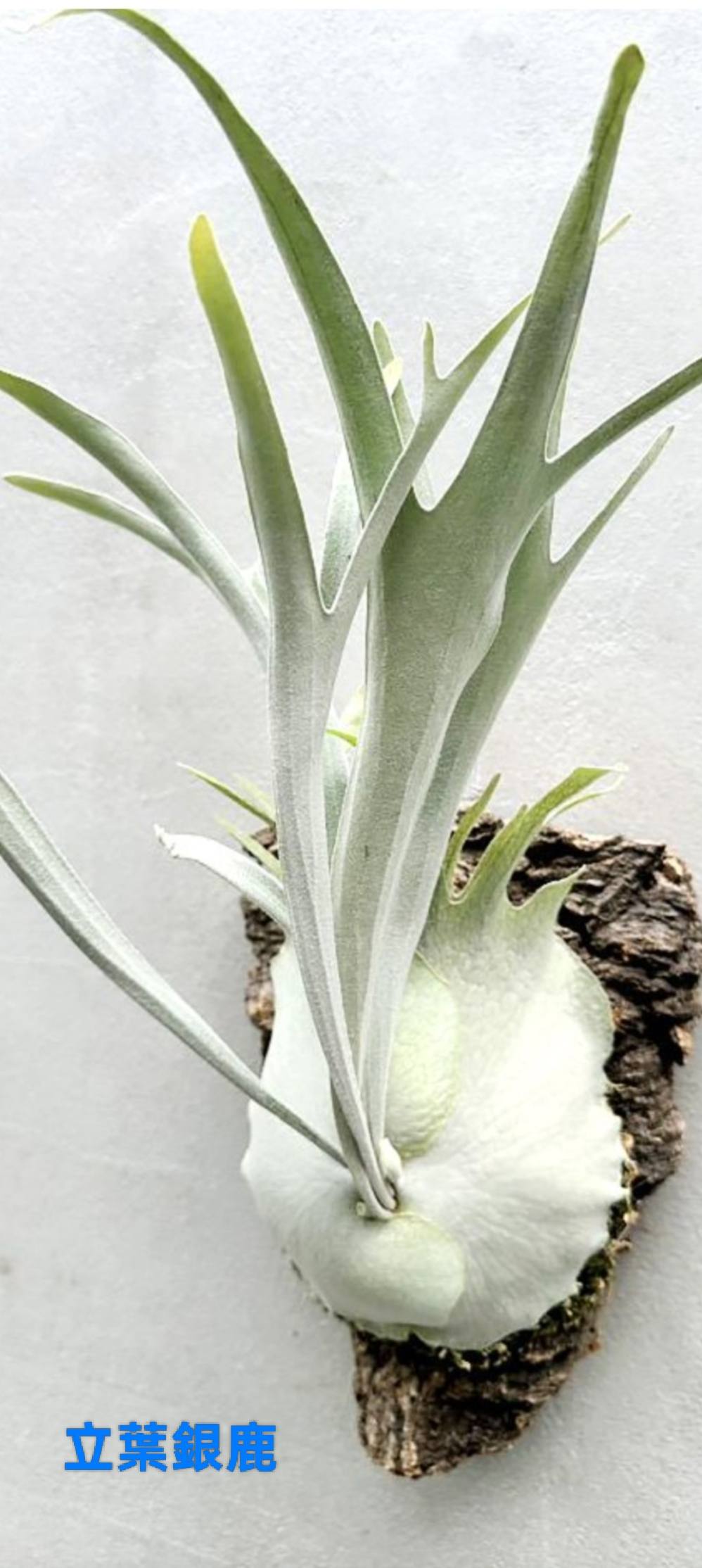 立葉銀鹿鹿角蕨(Platycerium veitchii)，又稱銀鹿、立葉鹿角蕨，是澳洲 
