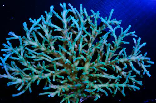 ModernAquati - ModernAquatix.com - Saltwater Aquarium Store