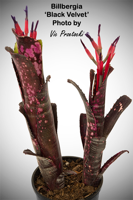 Billbergia 'Apocalypse' bromeliad from Queensland, Australia