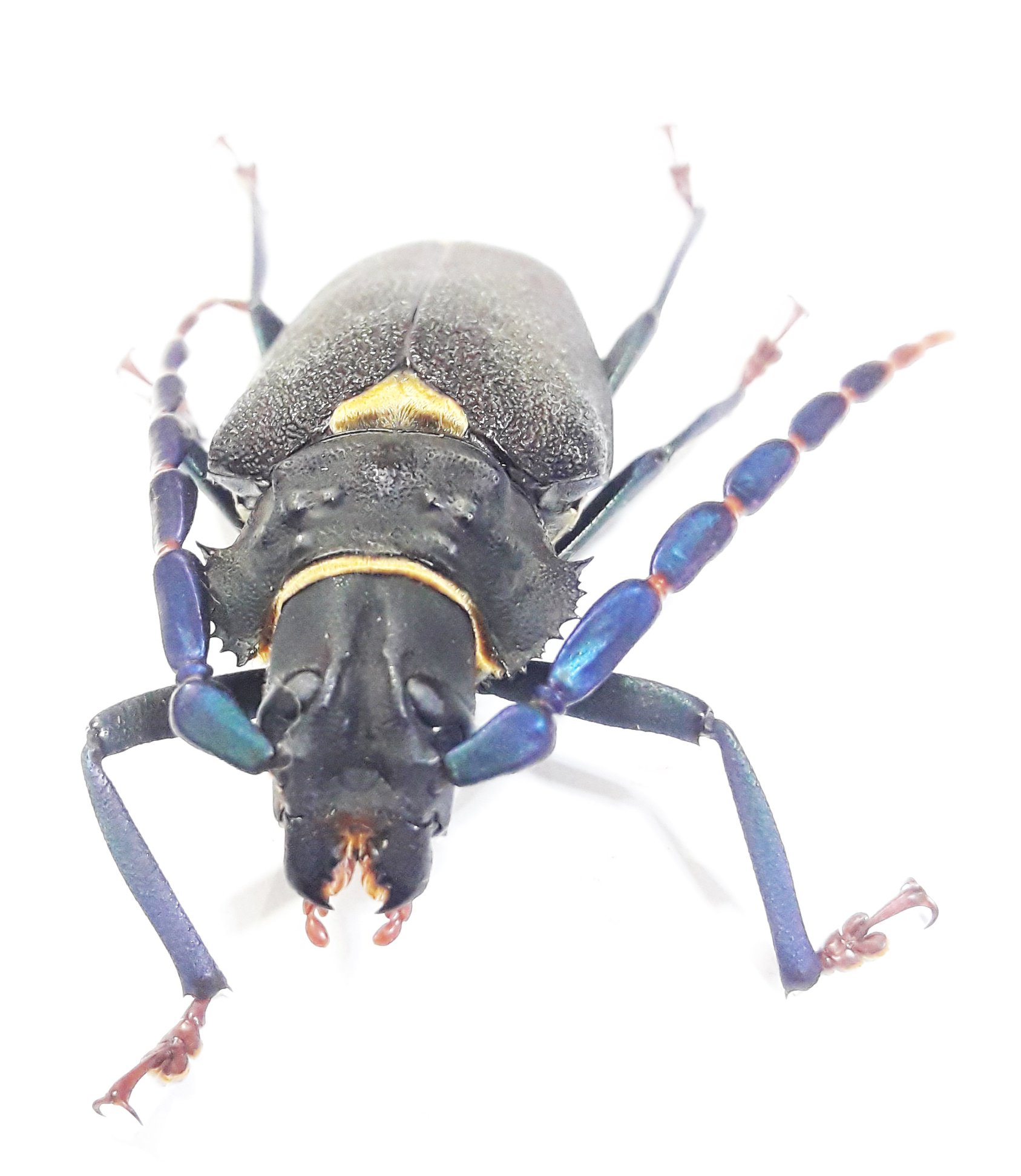 Cerambycidae #01... - Peruvian Insects Export | Facebook