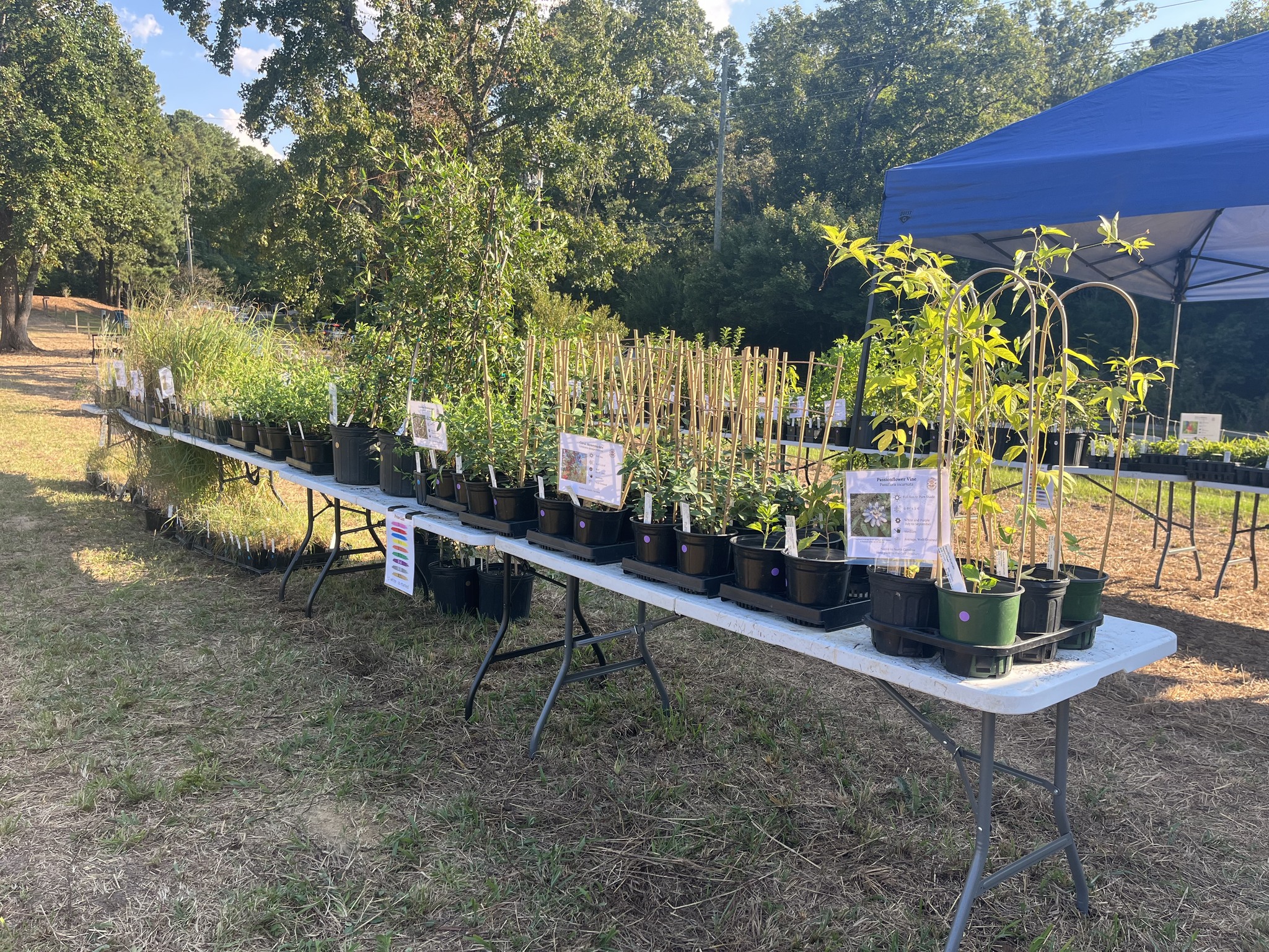 Spring Native Plant Sale
