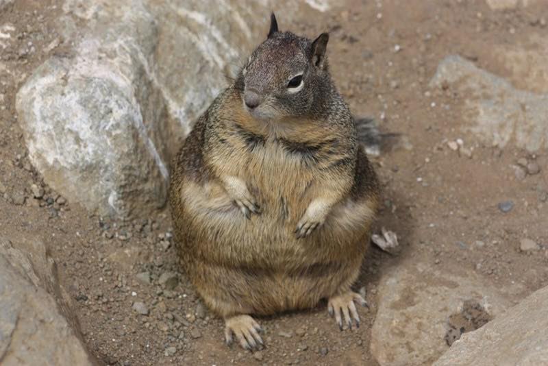 Awkward Animals - Chonky Squirrels Living Their Fulliest Lives | Facebook