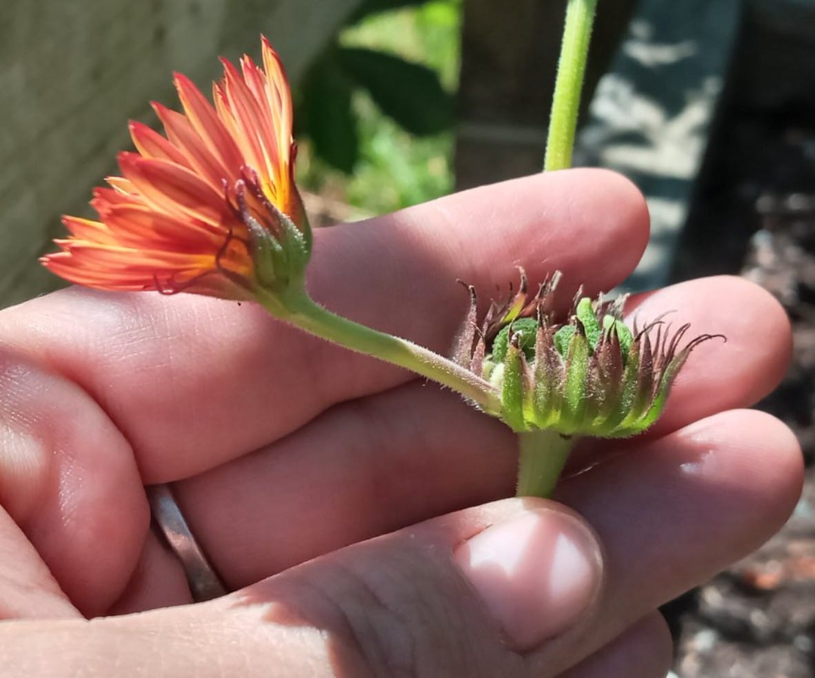 Garden Mama Growing - Well I've never seen this before. A new calendula ...