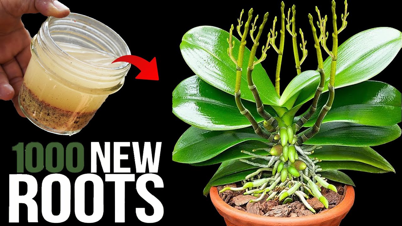 Share Your Best Gardening Ideas | **Grew 1000 ROOTS thanks to this ...