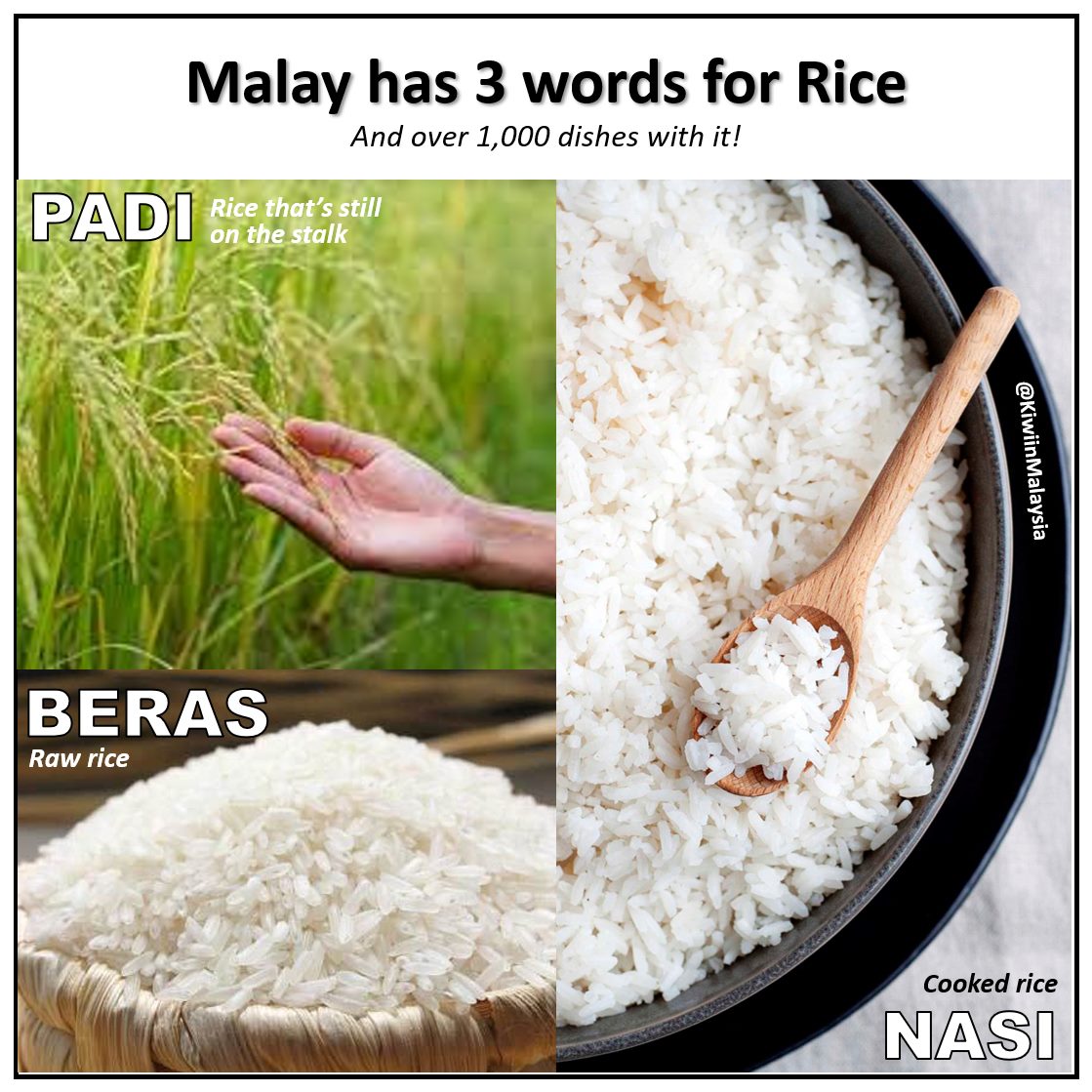 Kiwi - Fact of the day: While there is just one word for rice in ...