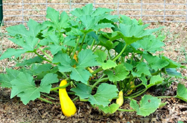 7 Pcs SUPER SQUASH BUDS Seeds | 98% Germination Rate, Easy To Grow, Edible & Organic
