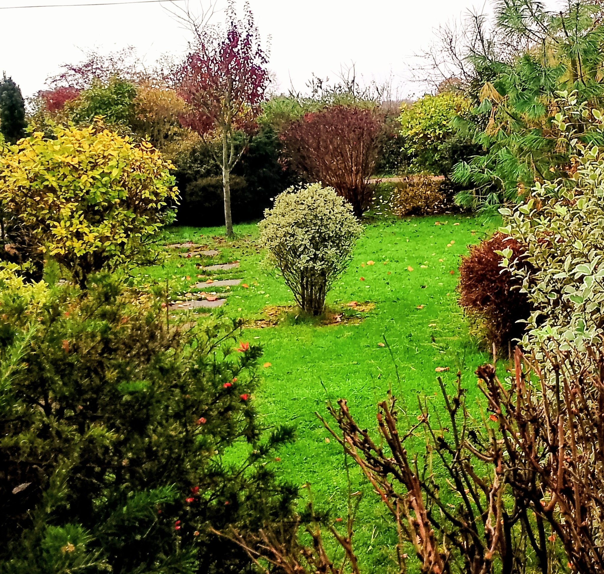 Tiny Secret Gardens | Pictures from both gardens today .Showery and ...