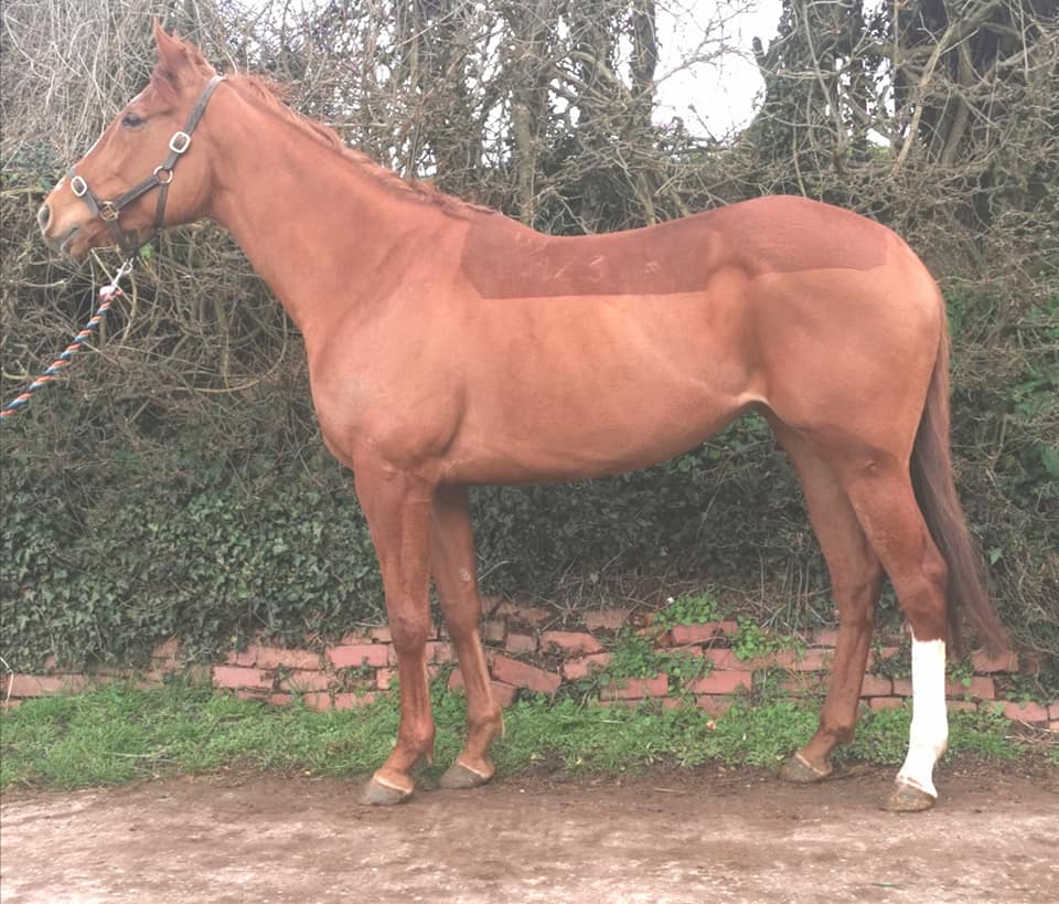 Richard Price Horseracing | Hereford