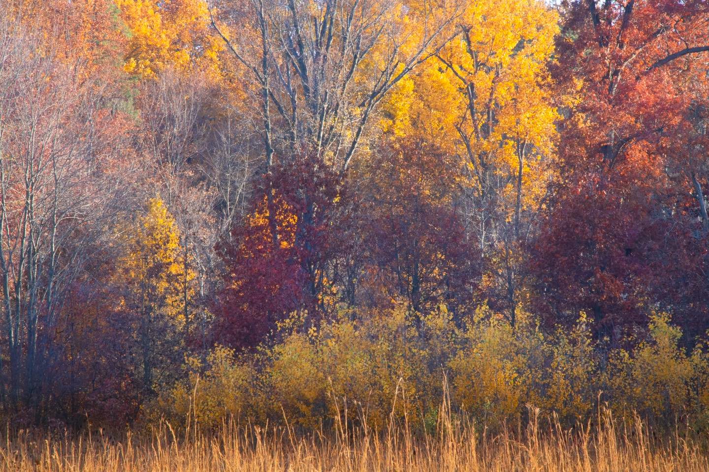 The colors of fall change as the... - Metroparks Toledo | Facebook