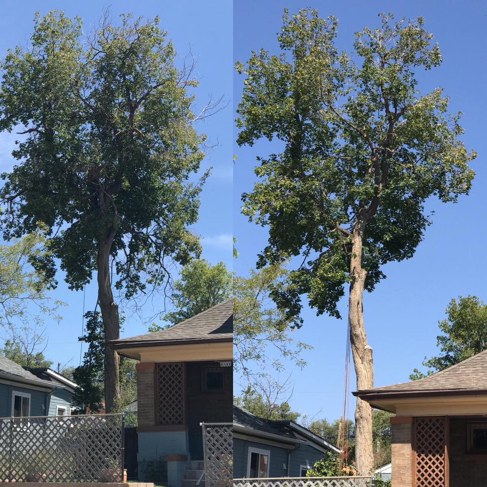 This Maple needed a serious trim,... - Canopy Tree Service