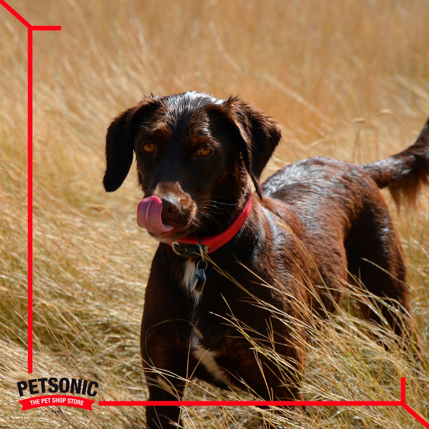 Petsonic France - Aujourd'hui, c'est la fête du chien... | Facebook