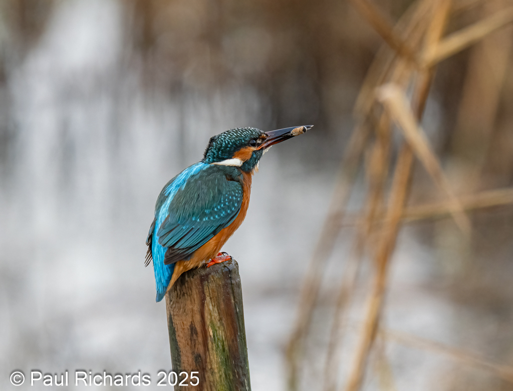 Pronature photography added a new... - Pronature photography