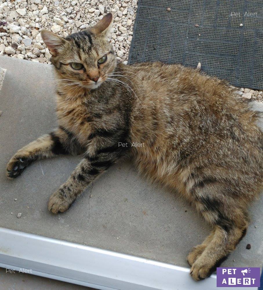 Perdu Marcel Chat Tigre Pet Alert Loir Et Cher 41 Facebook