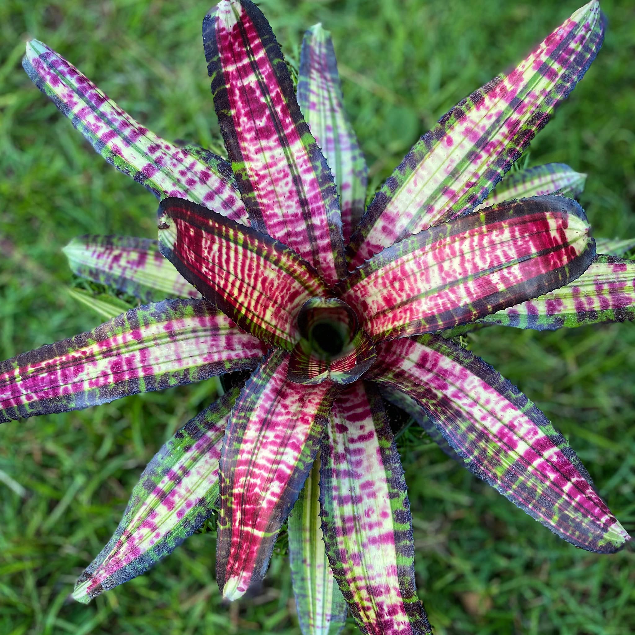 Neoregelia “Strike Force” by Skotak