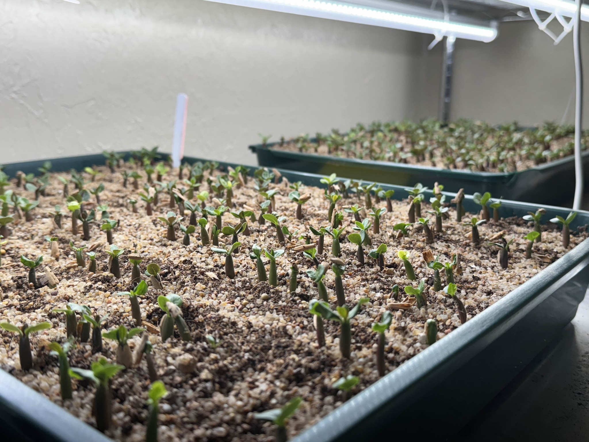Oteroi Seeding very compact big thorn