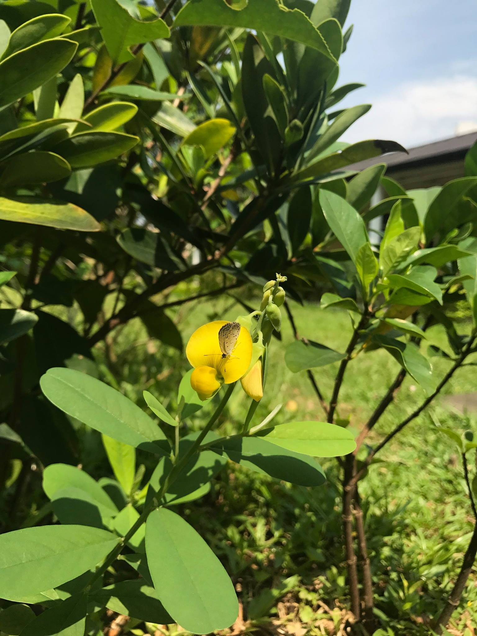 綠匯學苑 - 「裙」下之臣好好聽著：吊裙草開花了! Crotalaria retusa 吊裙草是香港的原生植物，亦是蝴蝶的幼蟲寄主植物。雄性 ...